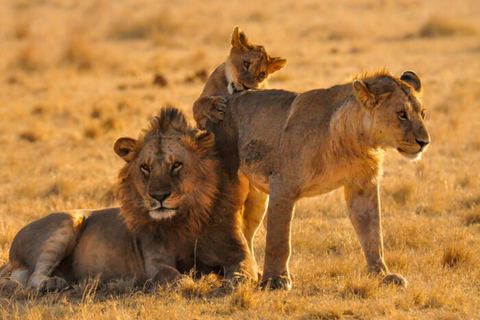 6 DAY/ 5 NIGHTS WILDLIFE SAFARIS